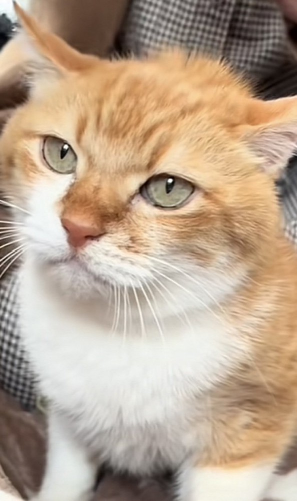 注射を待つ茶トラ猫