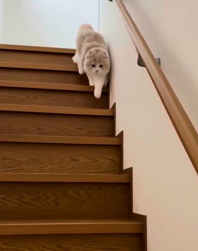 片足ずつ階段を降りる猫