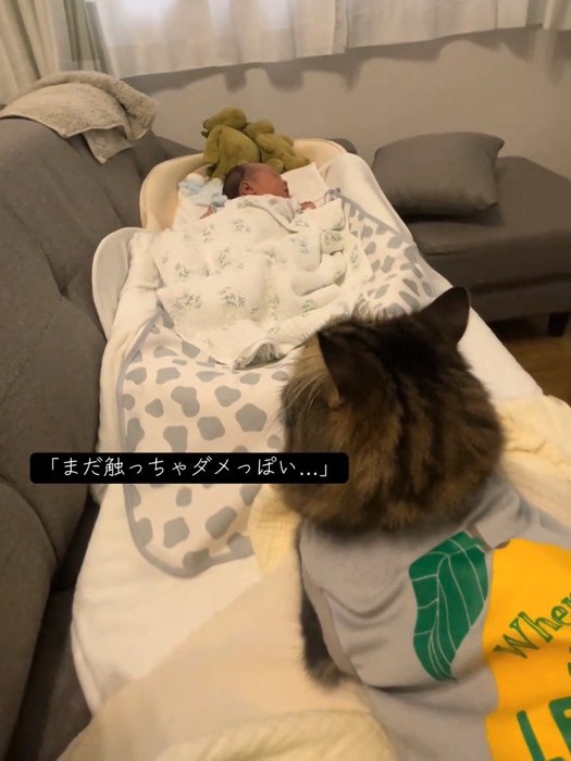 赤ちゃんを見る猫の後ろ姿