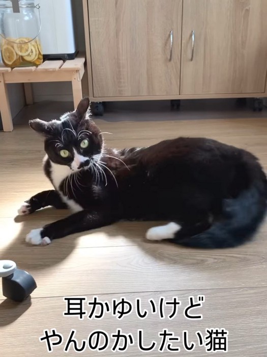 イカ耳になる猫