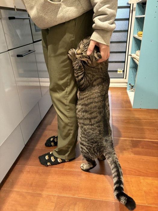 飼い主の足に立って抱きつく猫（目をつむっている）