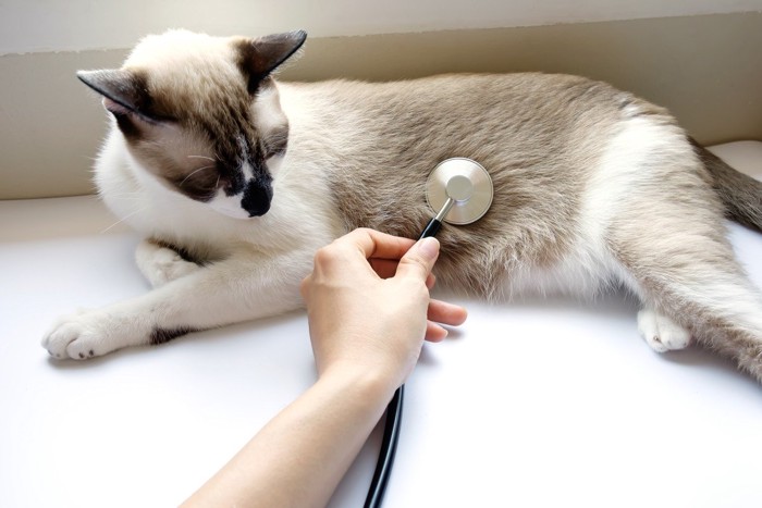 お腹に聴診器を当てられる猫