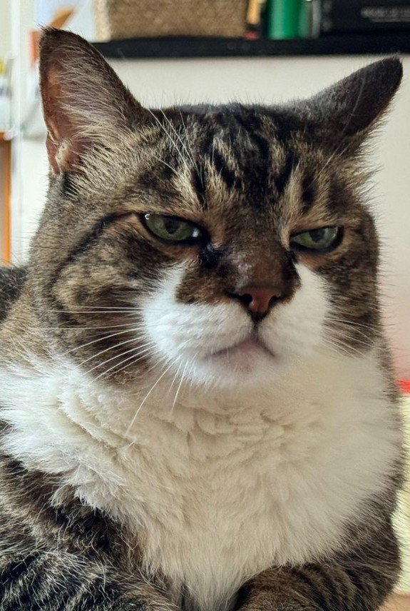 ジト目の猫の顔(アップ)