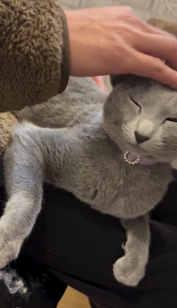 撫でられる猫の写真