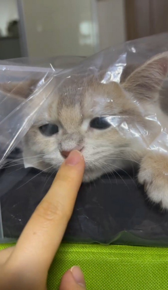 指で猫の鼻に触る