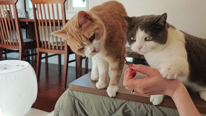 おやつを催促する二匹