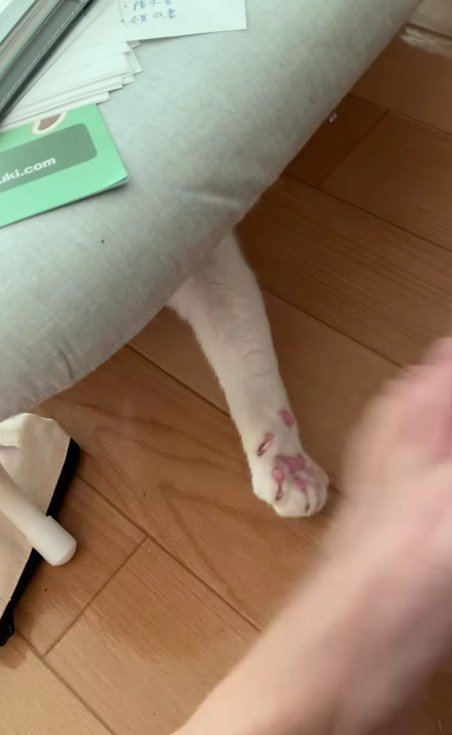 足にじゃれる猫