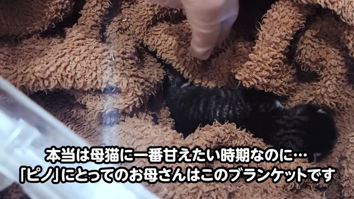 毛布の上に乗る子猫