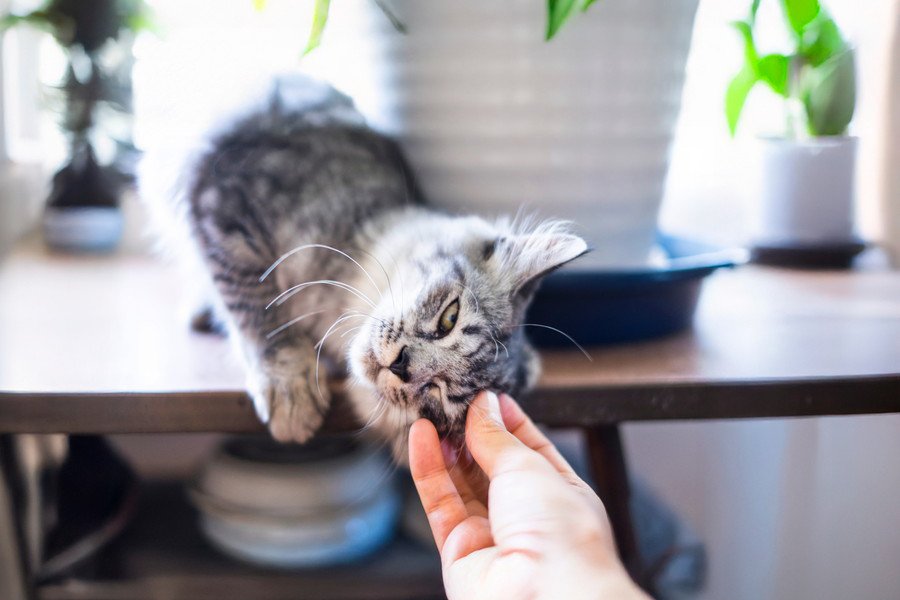 甘える猫