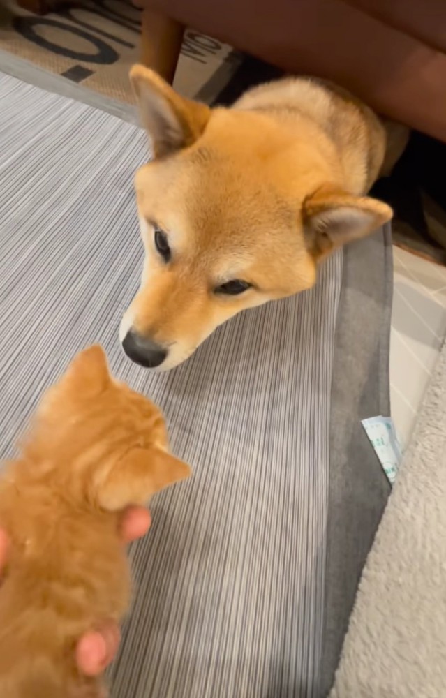 お家にやってきた子猫