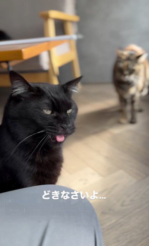 スタッフの膝に顔を擦り付ける黒猫