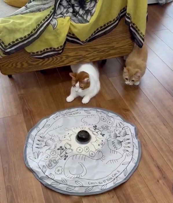 おもちゃに夢中な2匹の猫