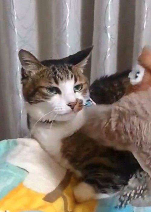 冷めた目でおもちゃを見る猫のアップ