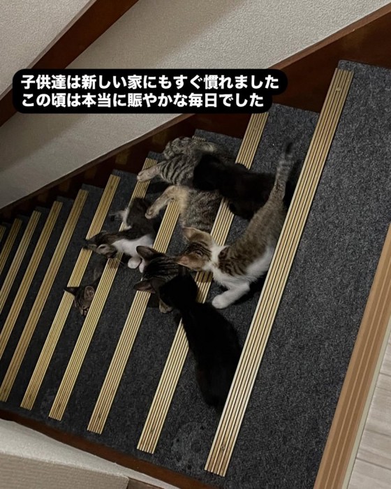 階段にいる猫たち