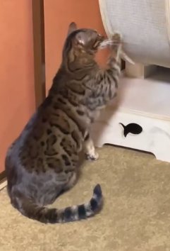 キャットホイールを前足で触っている猫