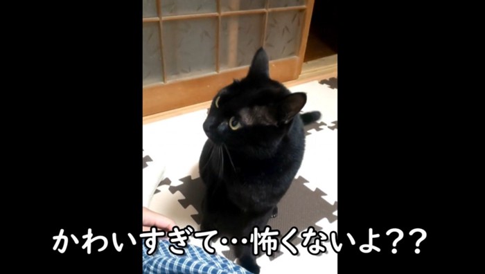 黒猫