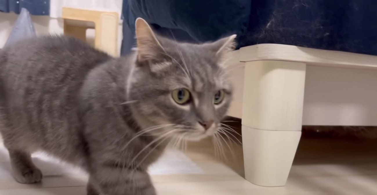 ソファの脇を通り過ぎるアクアさん