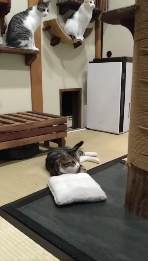 枕から顔を上げる猫