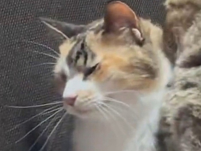 気持ちよさそうに目を細める三毛猫 