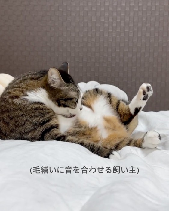 毛繕いする猫