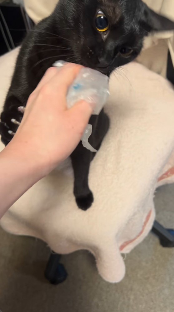 萎んだ緩衝材に顔を近づける猫