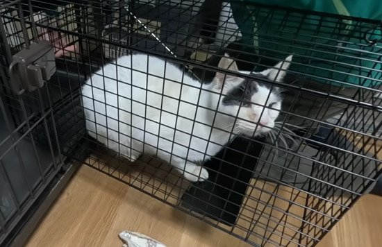 捕獲機に入った猫