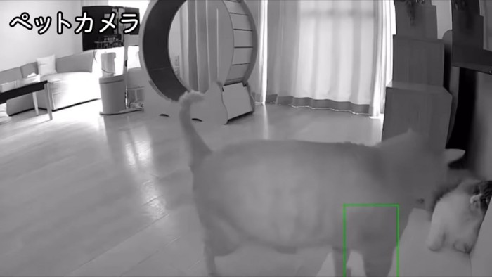 暗視カメラに映る猫2匹