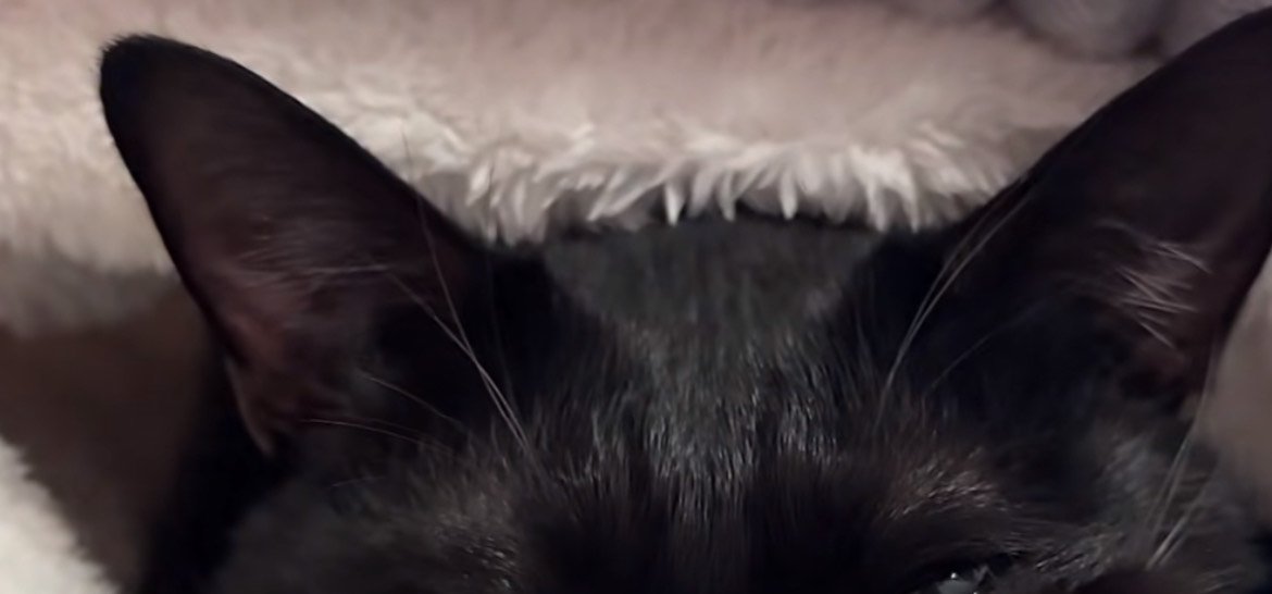 黒猫の耳のみ