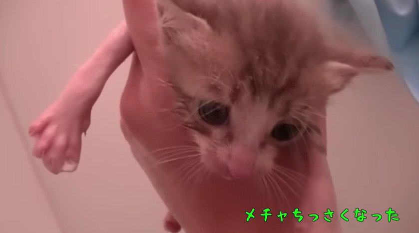 濡れた子猫