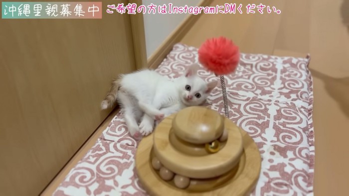 おもちゃの横で寝そべる子猫
