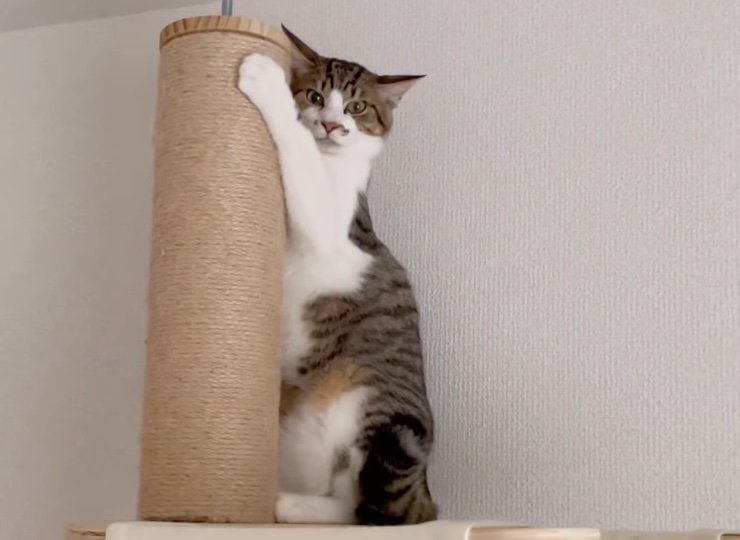 タワーに掴まる猫