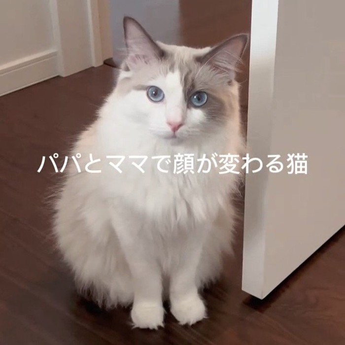 お座りする猫