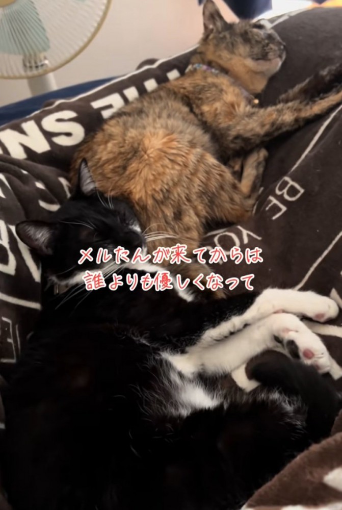 添い寝する2匹の猫