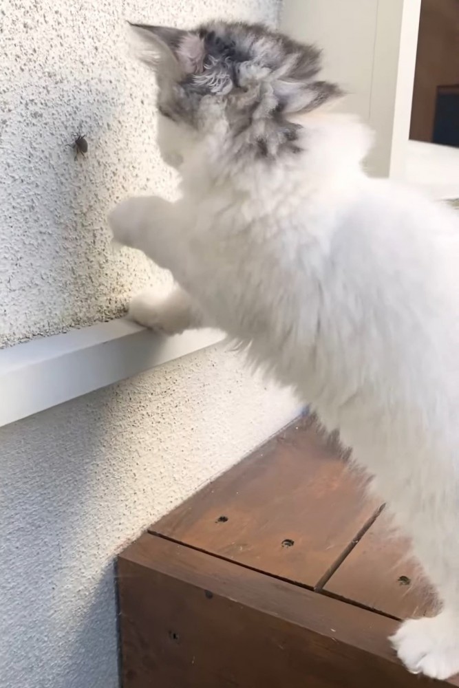 前足をあげる猫