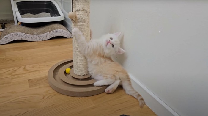 タワーで遊ぶ猫