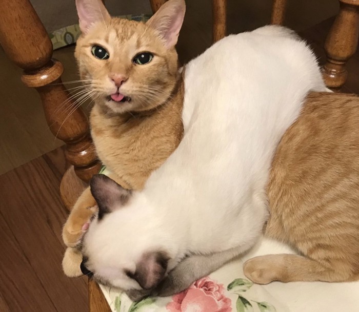 ちゃとらの上に乗る子猫