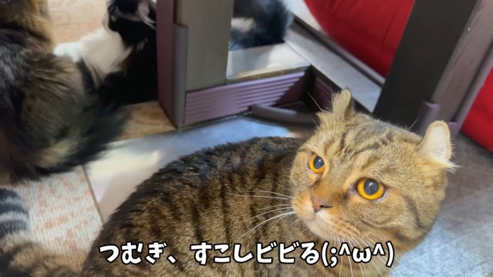 左上を見る猫