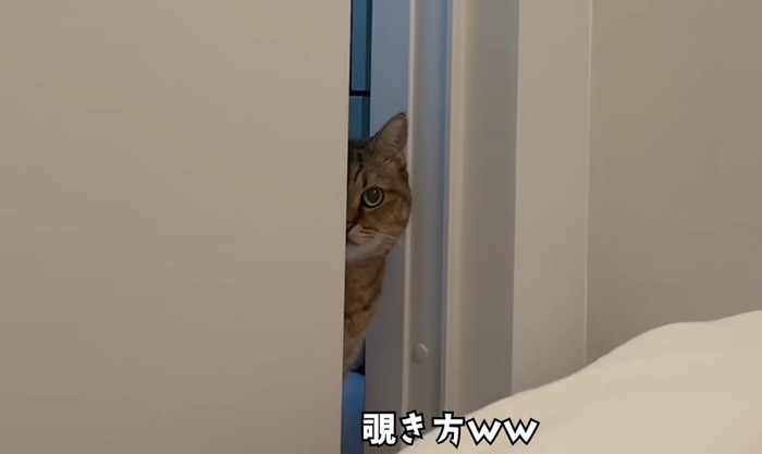物陰から顔を半分だけ出してこちらを覗き見るミヌエット