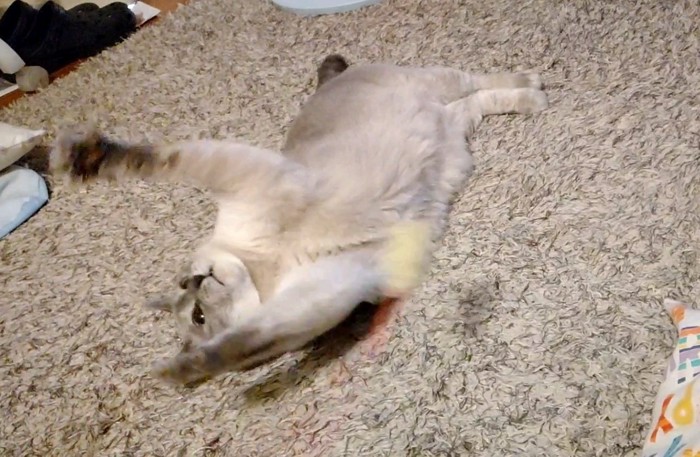 仰向けで前足を開く猫