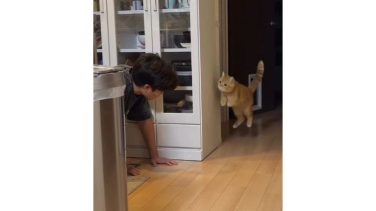 隠れている猫