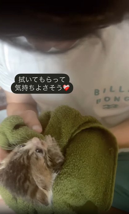 拭かれる子猫