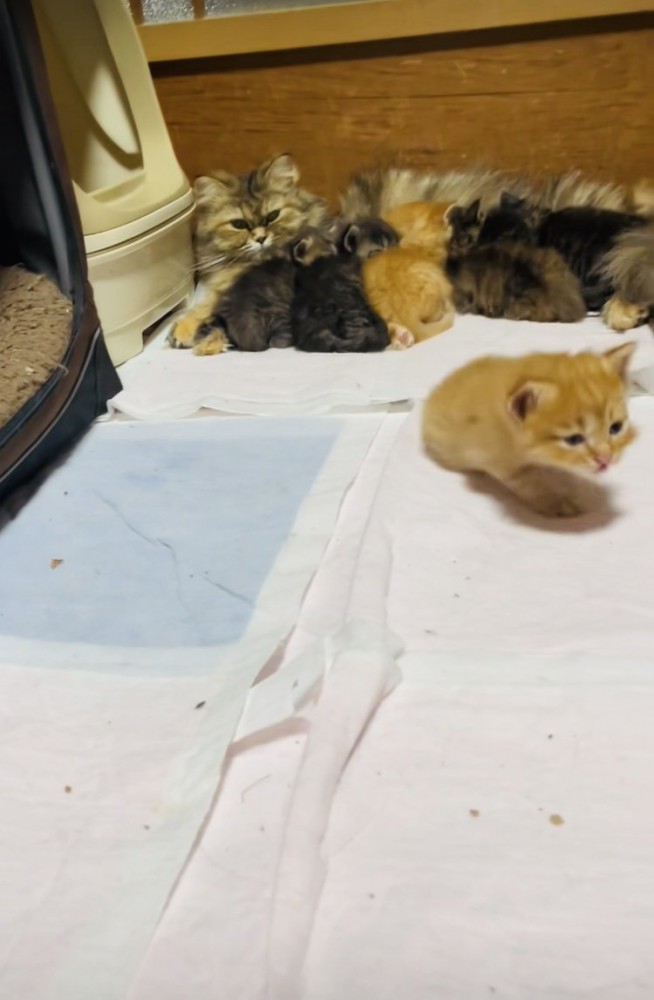 お母さん猫のおっぱいを飲む5匹の子猫とママに向かって歩く茶トラ子猫