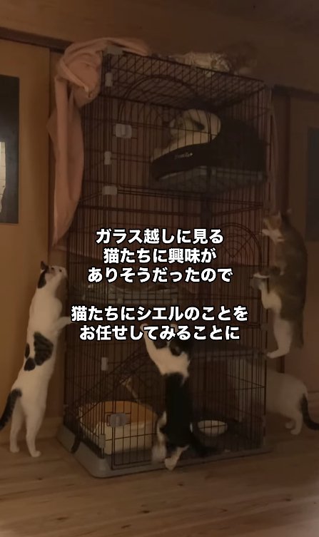 ケージを登る3匹の猫