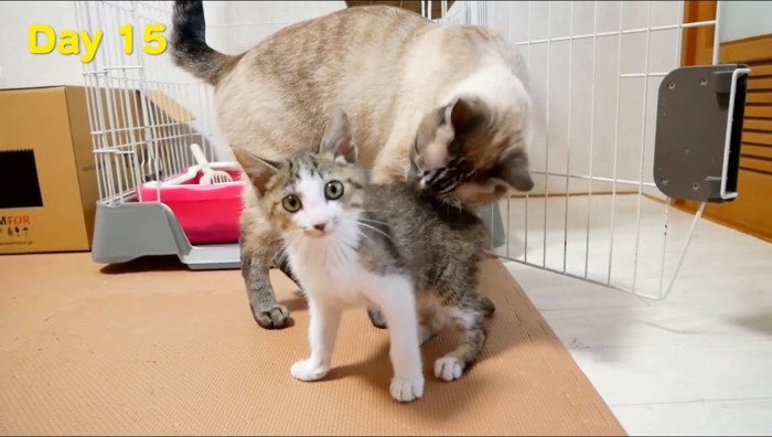 成猫に匂いを嗅がれる子猫