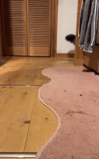 家具からのぞくしっぽ