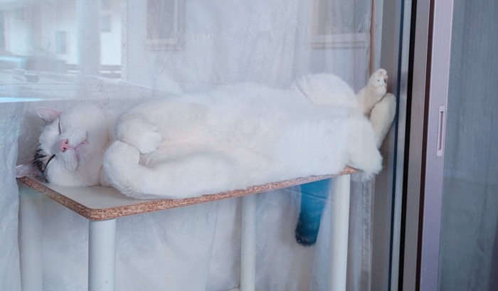 気持ちよさそうに寝るきに丸ちゃん