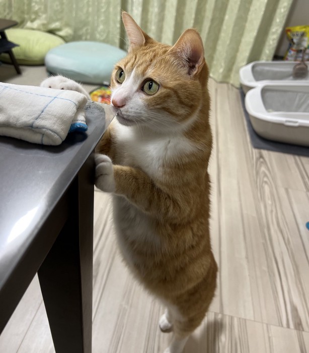 食べ物を見るクウちゃん