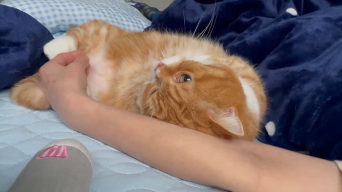 飼い主に寄りかかりながら横になる猫