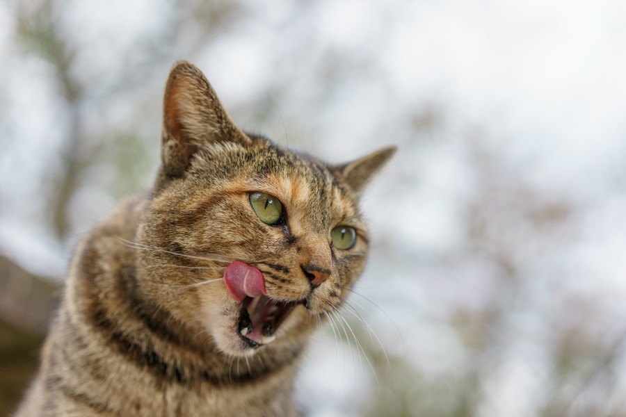 舌なめずりする猫