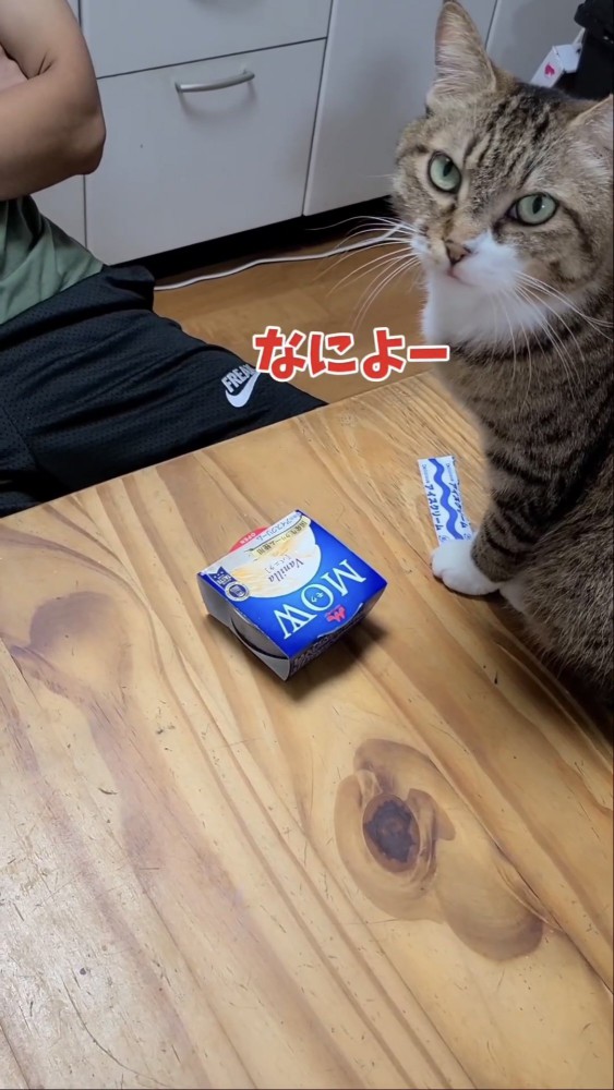 テーブルに乗る猫